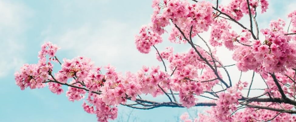 Cherry-Blossom 2