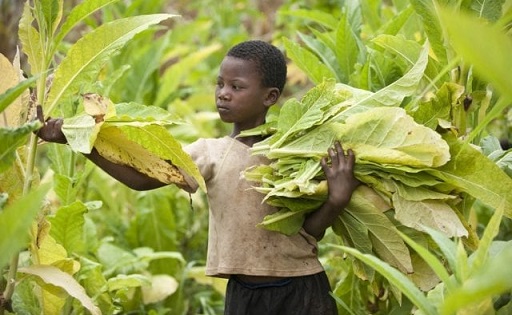 child labour tobacco