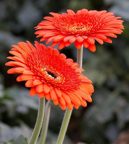 gerbera2