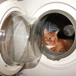cat-washing-machine-600-150x150