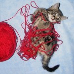 kitten-with-yarn-150x150