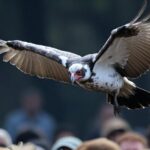 Hvað er að vera vók?