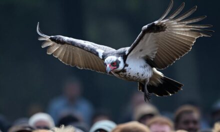 Hvað er að vera vók?