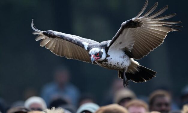 Hvað er að vera vók?